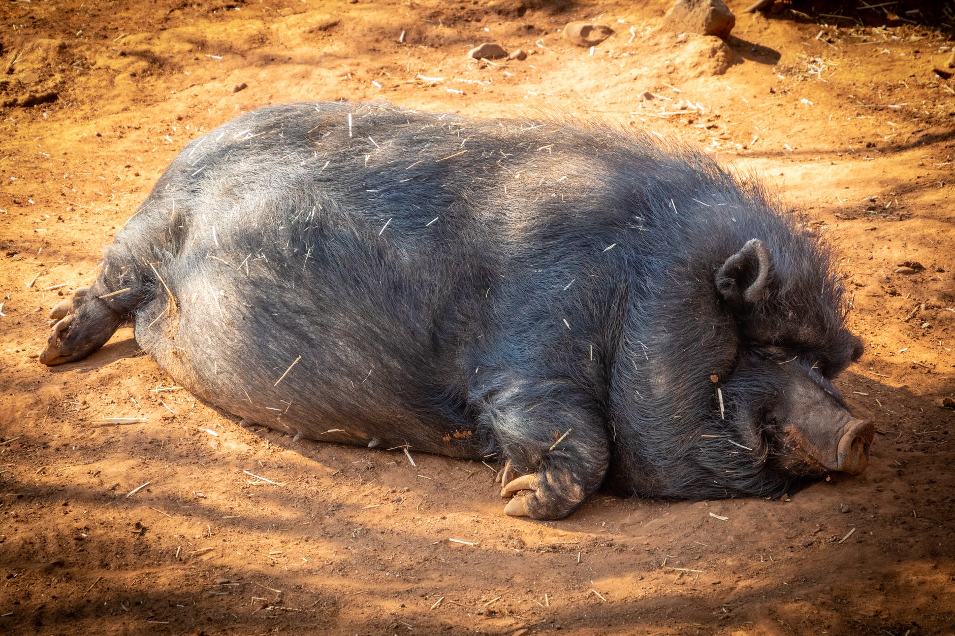 black hog prone lying on soil under shade of tree